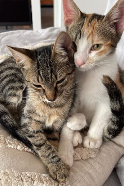 Effi & Chris  doppelter Katzenzauber 😺