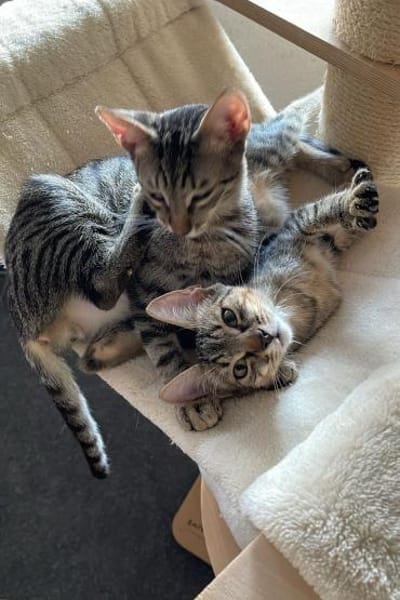 Effi & Chris  doppelter Katzenzauber 😺