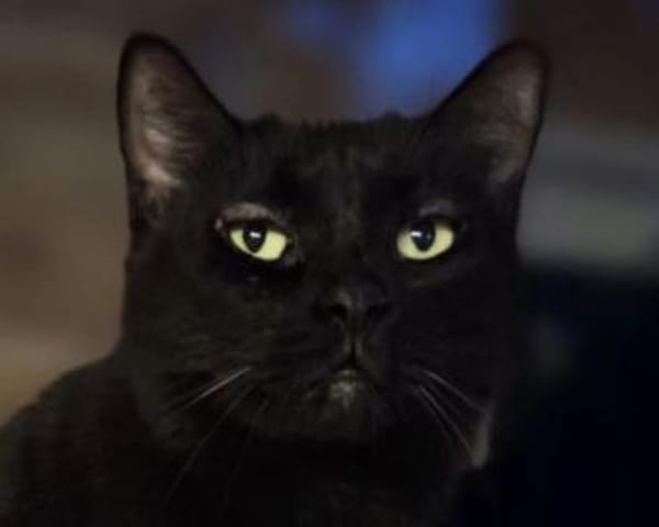 HAPPY-lieber, ruhiger Kater