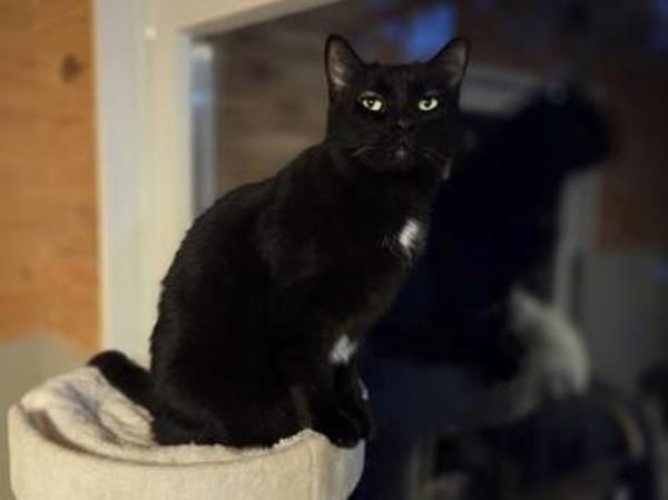 HAPPY-lieber, ruhiger Kater