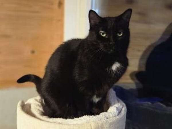 HAPPY-lieber, ruhiger Kater