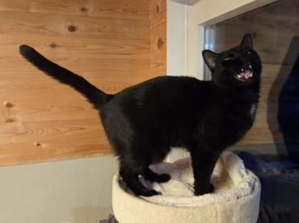 HAPPY-lieber, ruhiger Kater