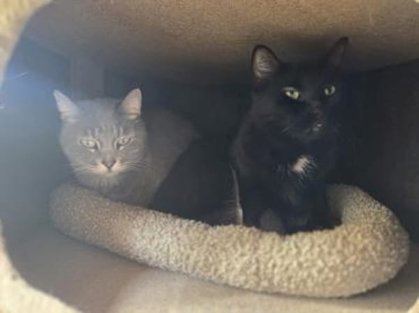 HAPPY-lieber, ruhiger Kater