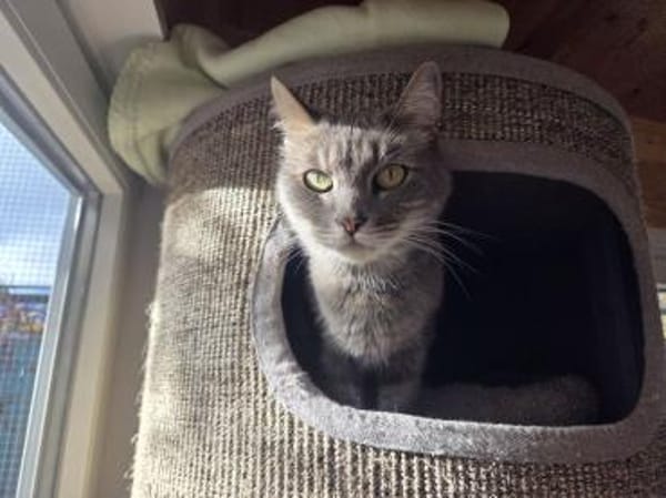 HAZY-wunderschöne, freundliche Katze