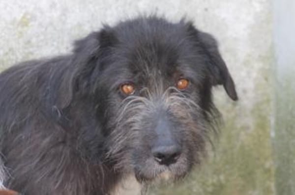 Lerana - wuschelige Hündin