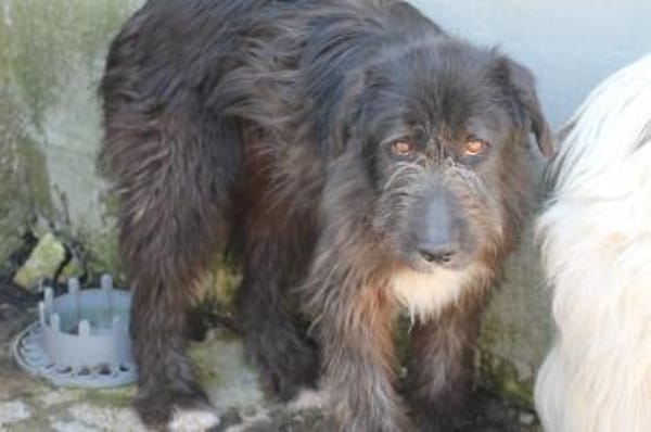 Lerana - wuschelige Hündin