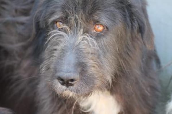 Lerana - wuschelige Hündin