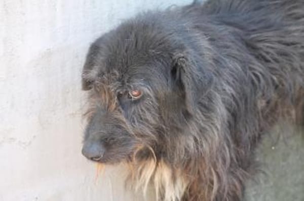 Lerana - wuschelige Hündin