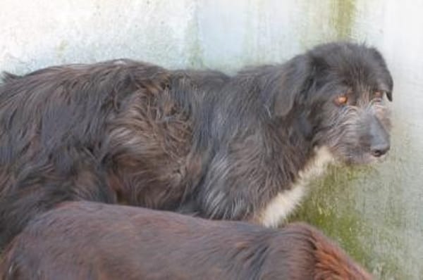 Lerana - wuschelige Hündin