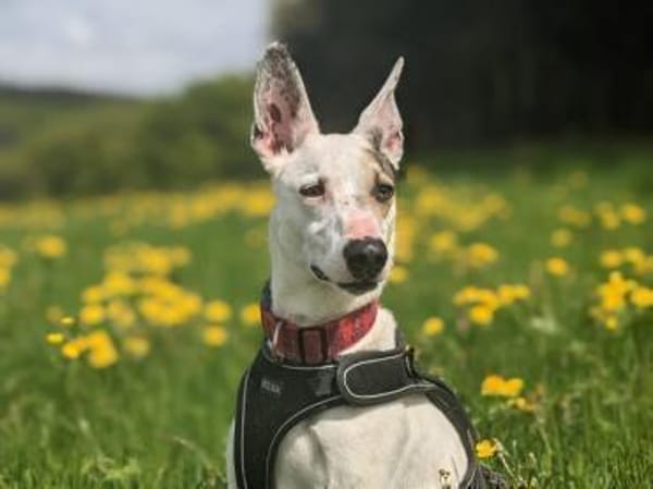 Toller Flinn sucht neues Zuhause