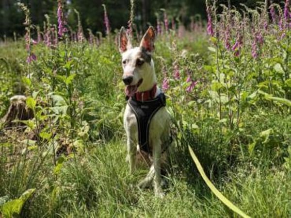 Toller Flinn sucht neues Zuhause