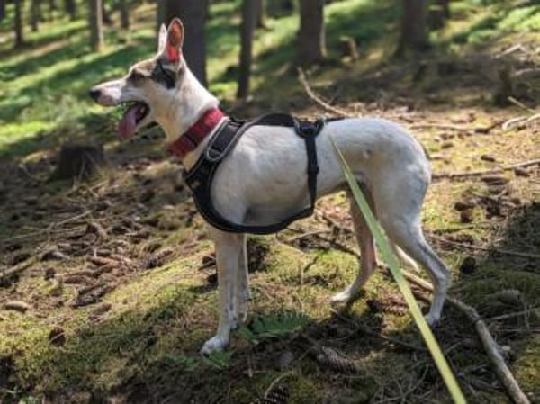 Toller Flinn sucht neues Zuhause