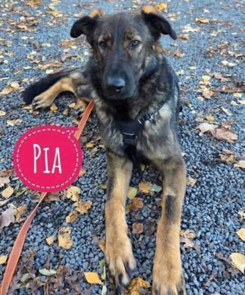 Pia braucht dringend ein neues Zuhause