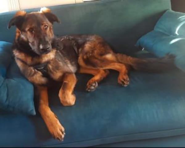 Pia braucht dringend ein neues Zuhause