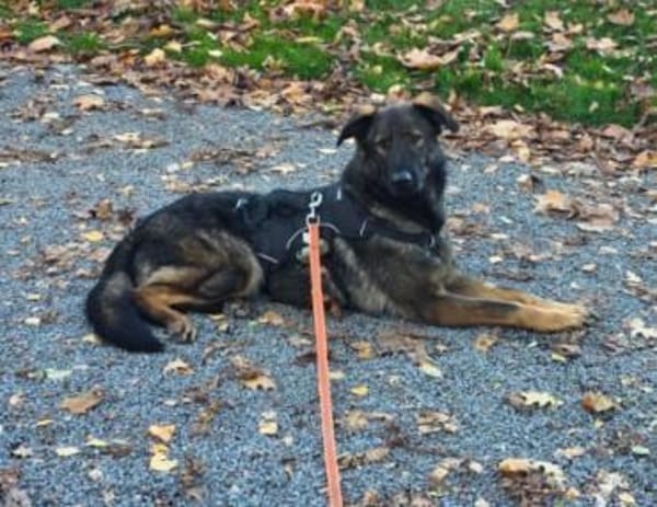 Pia braucht dringend ein neues Zuhause