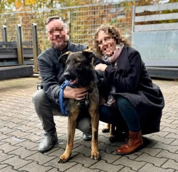 Pia braucht dringend ein neues Zuhause