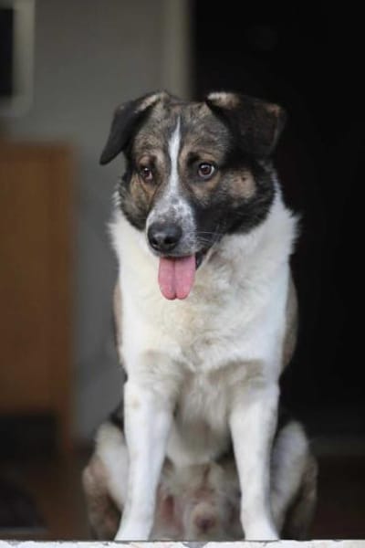 Kalle - Kleiner Abenteurer