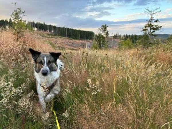 Kalle - Kleiner Abenteurer
