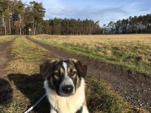 Kalle - Kleiner Abenteurer