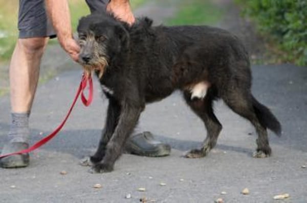 Kami - hübscher Wuschelrüde