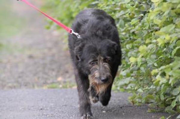 Kami - hübscher Wuschelrüde