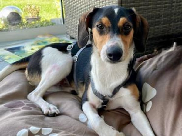 Lollo möchte zu Ihnen gehören