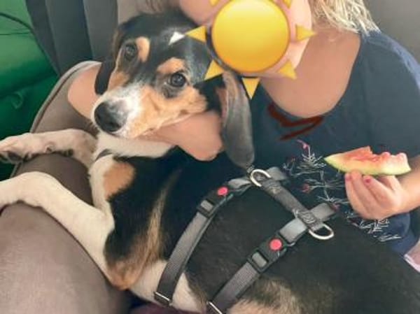 Lollo möchte zu Ihnen gehören