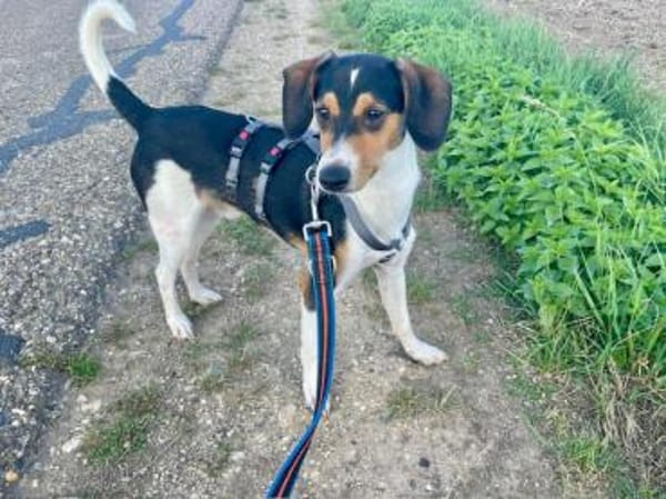 Lollo möchte zu Ihnen gehören