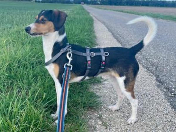 Lollo möchte zu Ihnen gehören