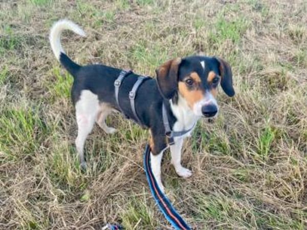 Lollo möchte zu Ihnen gehören