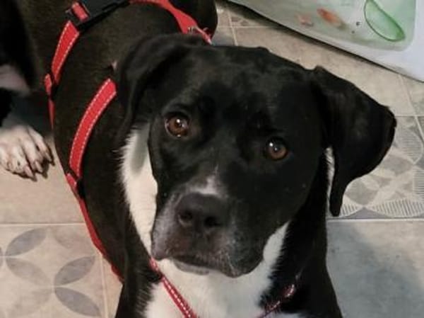 Möchten Sie Cicca bei sich aufnehmen?