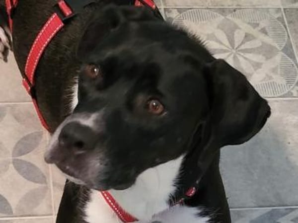 Möchten Sie Cicca bei sich aufnehmen?