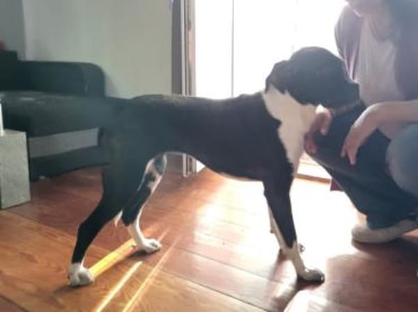 Möchten Sie Cicca bei sich aufnehmen?