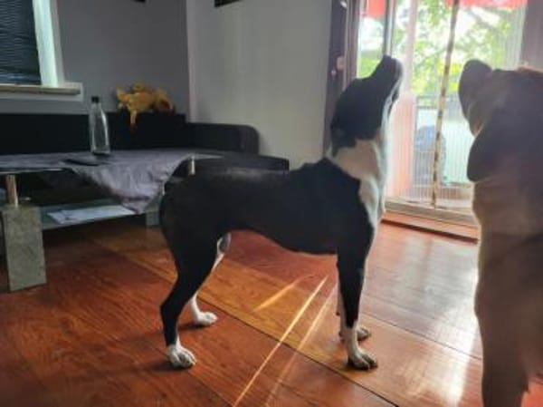 Möchten Sie Cicca bei sich aufnehmen?