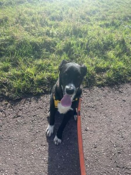 DIDDY * unkomplizierter Familienhund