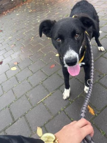 DIDDY * unkomplizierter Familienhund