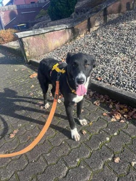 DIDDY * unkomplizierter Familienhund