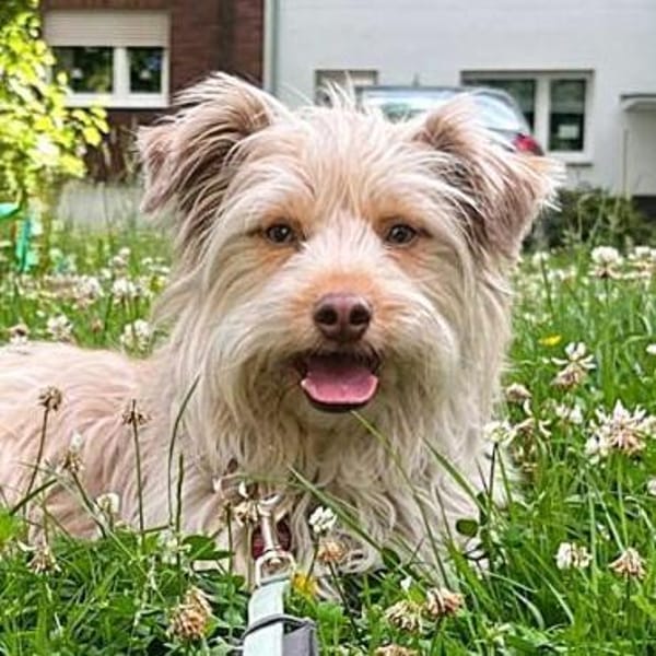 Mathis anhänglicher kleiner Rüde! 08/22