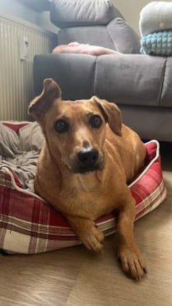 Ginger, fröhliche süße Hündin