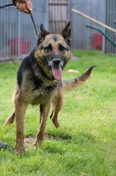 Petunia - dringend Zuhause gesucht