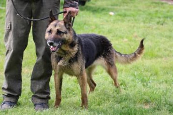 Petunia - dringend Zuhause gesucht