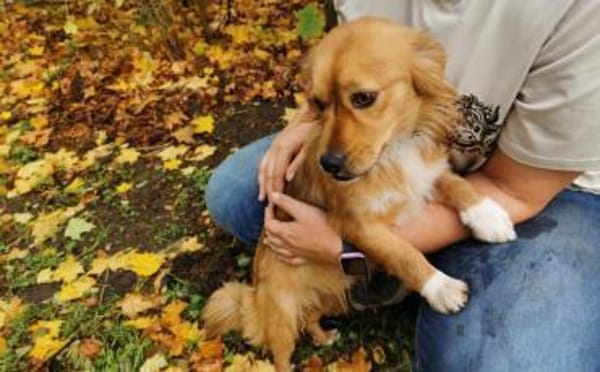 Mellow sucht ein Zuhause