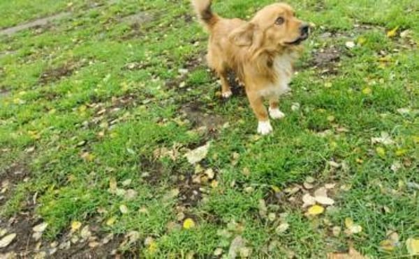 Mellow sucht ein Zuhause