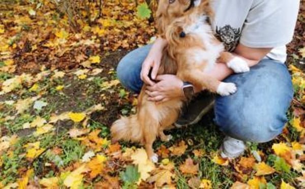 Mellow sucht ein Zuhause