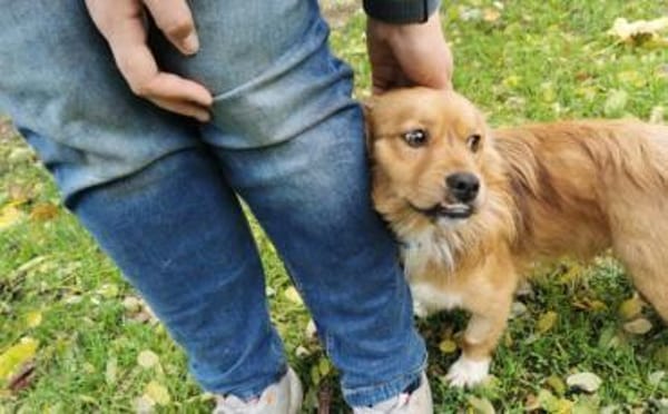 Mellow sucht ein Zuhause