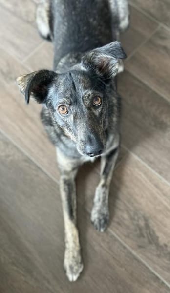 Larsson, geb. ca. 12/2018, 74229 Oedheim