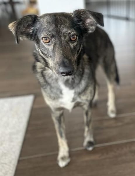 Larsson, geb. ca. 12/2018, 74229 Oedheim