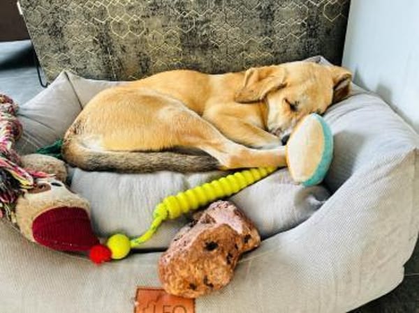 Inez sucht ihre Herzensmenschen