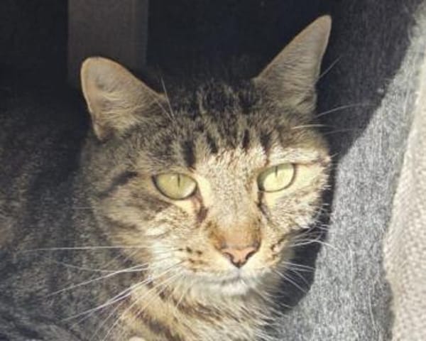 TIGER-hübscher, charmanter Kater