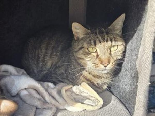 TIGER-hübscher, charmanter Kater